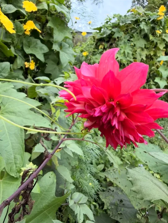 A red flower on a long stem surrounded by green leaves and small yellow flowers