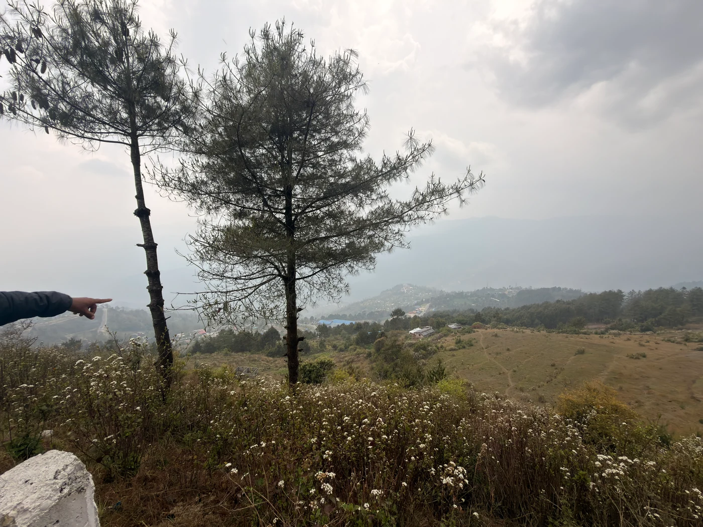 Two pine trees and wildflowers overlooking a misty valley, with a hand pointing into the distance