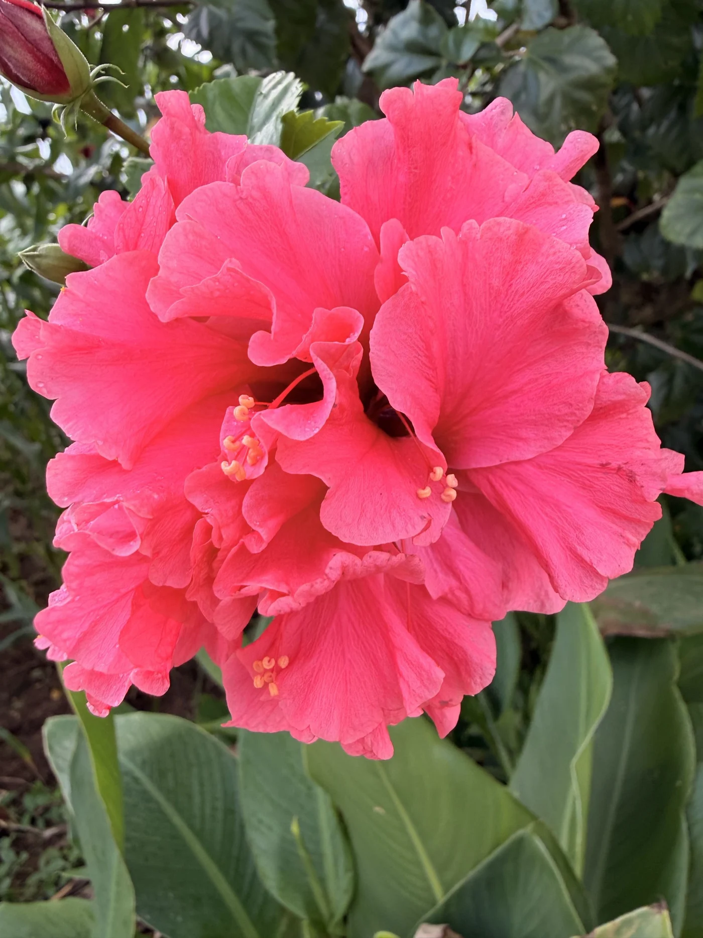 A pink hibiscus from my own photo collection, with little drops of water on its petals