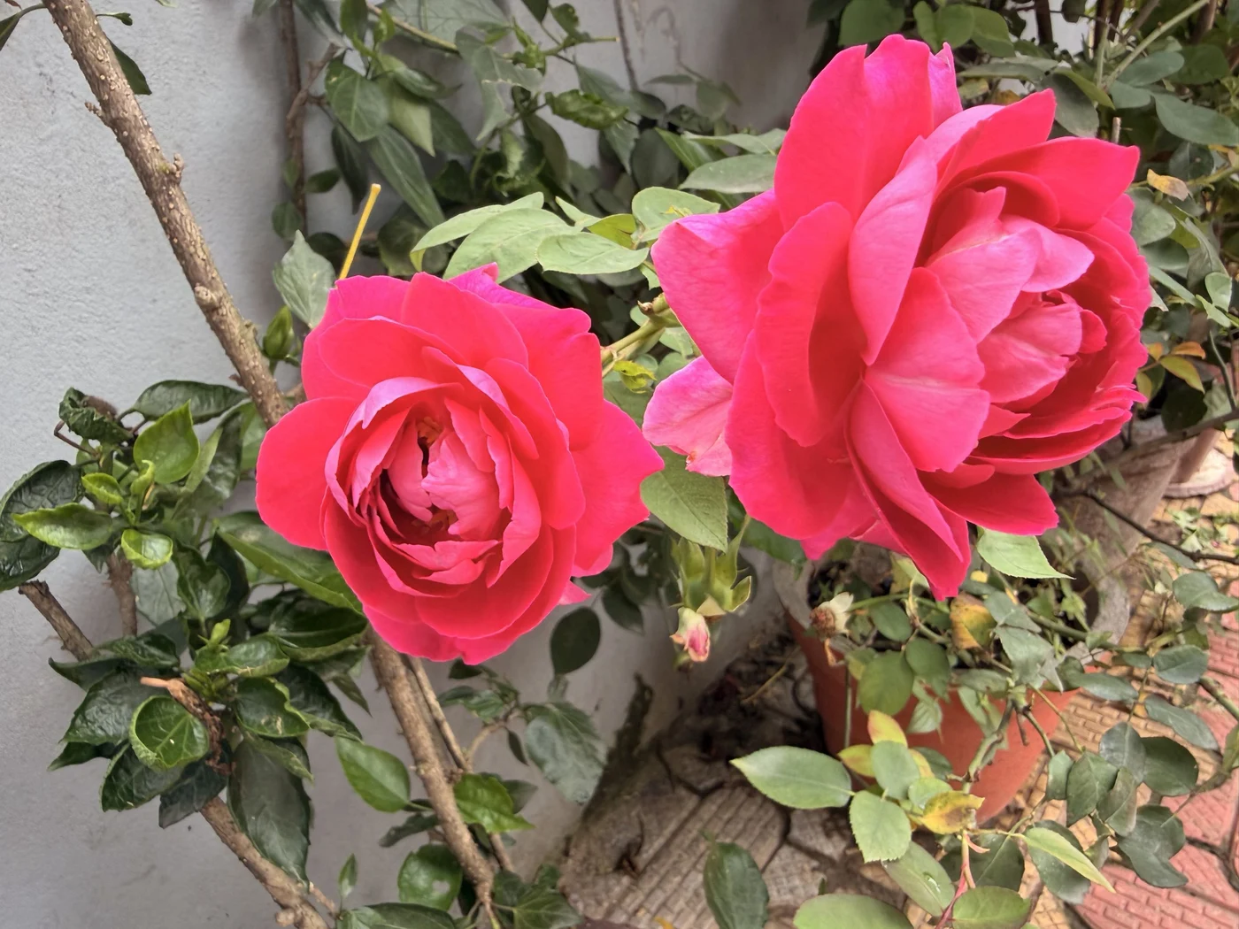 Two bright pink roses growing beside a wall