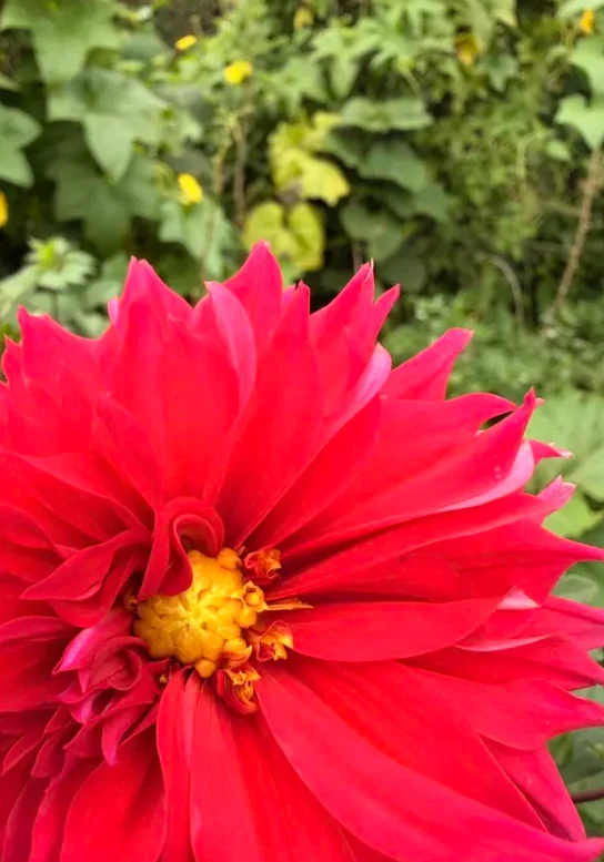 A close view of a vivid red flower with a yellow centre against green leaves