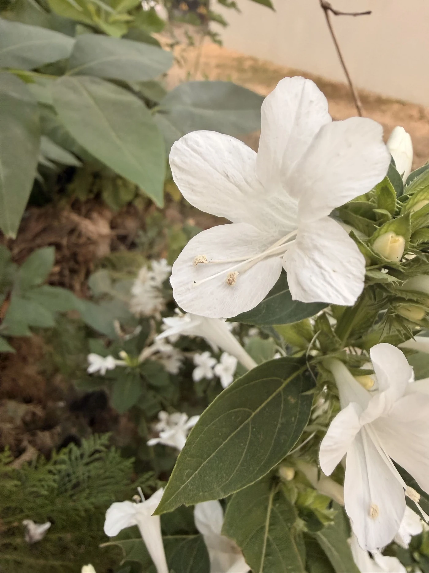 A white flower and buds above green leaves in a garden